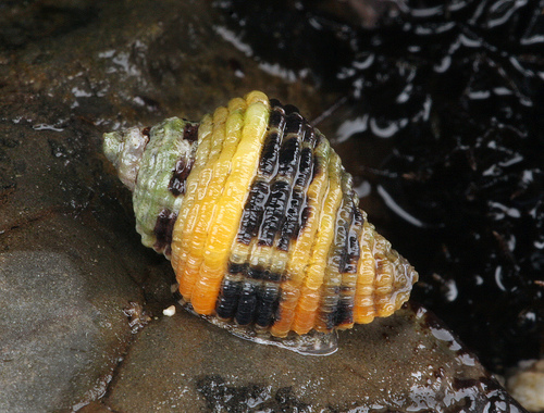 Ocinebrina circumtexta